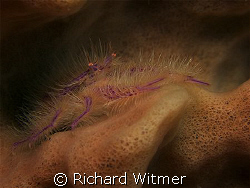 Hairy Squat Lobster.  Photo taken between the ribs of a b... by Richard Witmer 